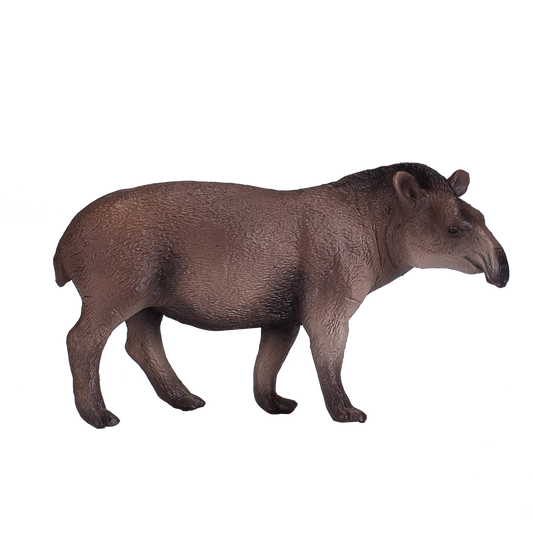 Brazilian Tapir