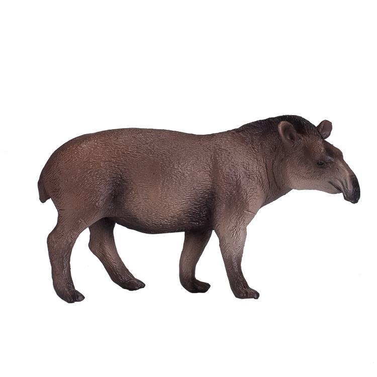Brazilian Tapir