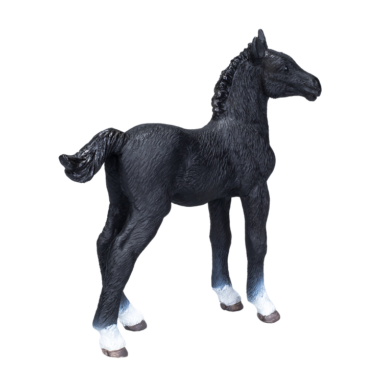 Hanoverian Foal Black