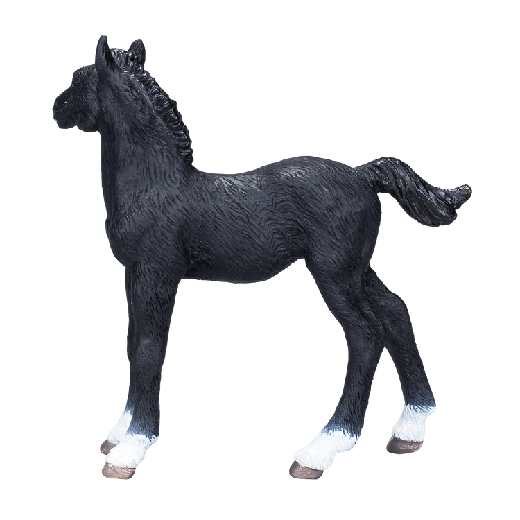 Hanoverian Foal Black