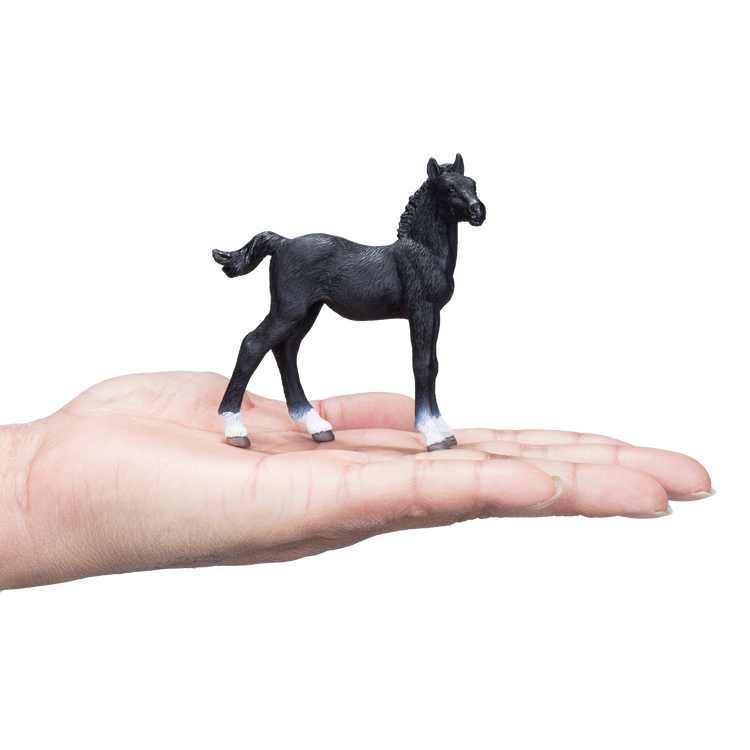 Hanoverian Foal Black