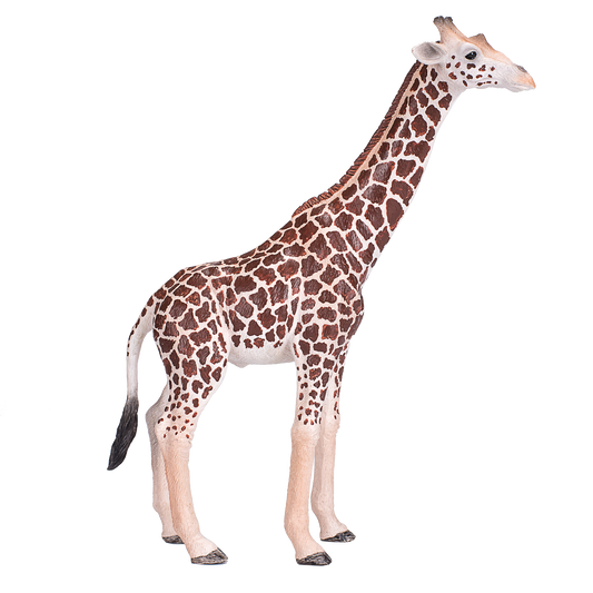 Giraffe Male