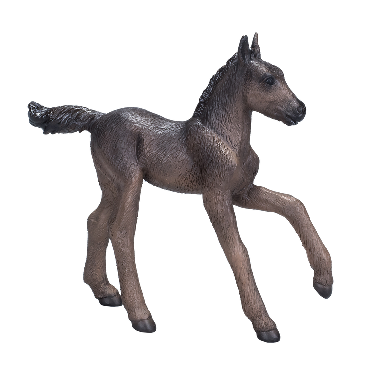 Arabian Foal Black