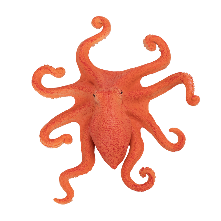 Octopus