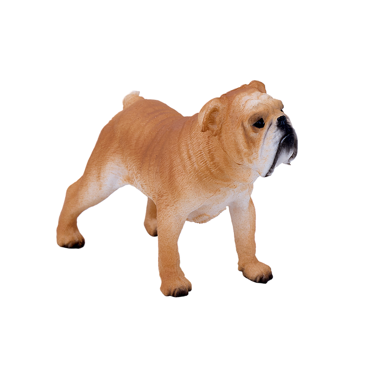 English Bulldog