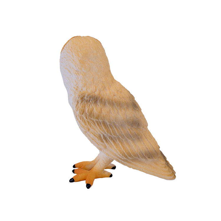 Barn Owl
