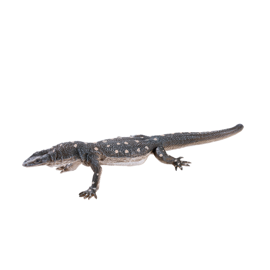 Perentile Lizard