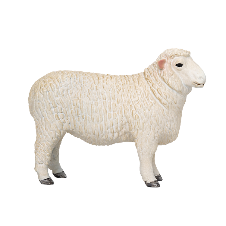 Romney Sheep Ram