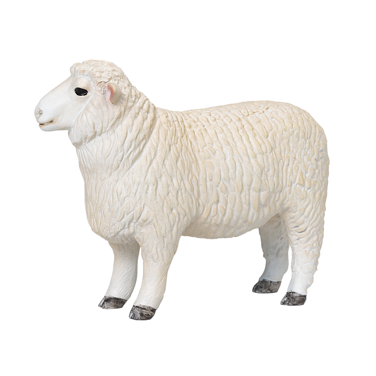 Romney Sheep Ram