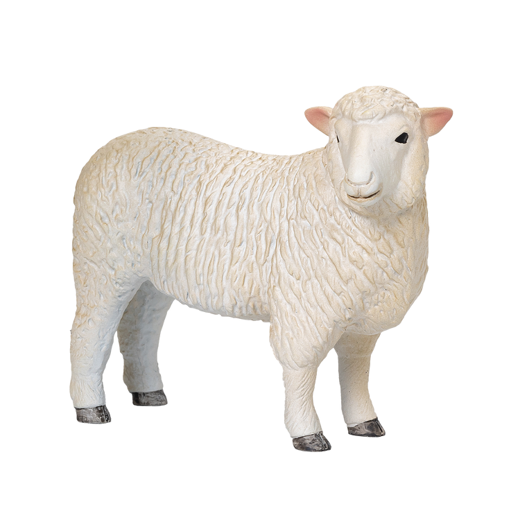 Romney Sheep Ewe
