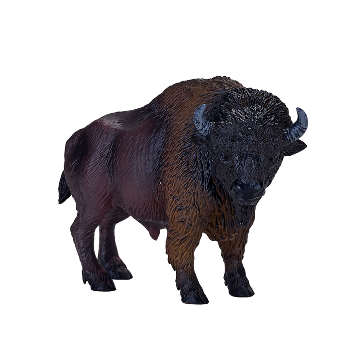American Bison / Buffalo