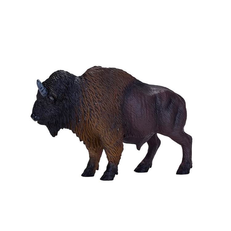 American Bison / Buffalo