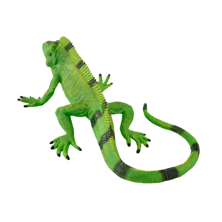 Iguana