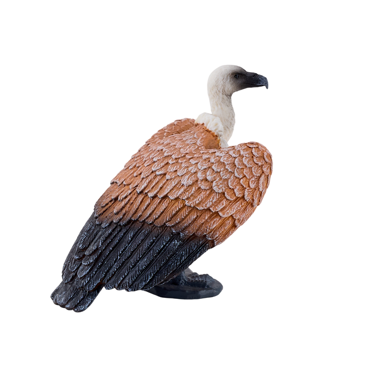 Griffon Vulture