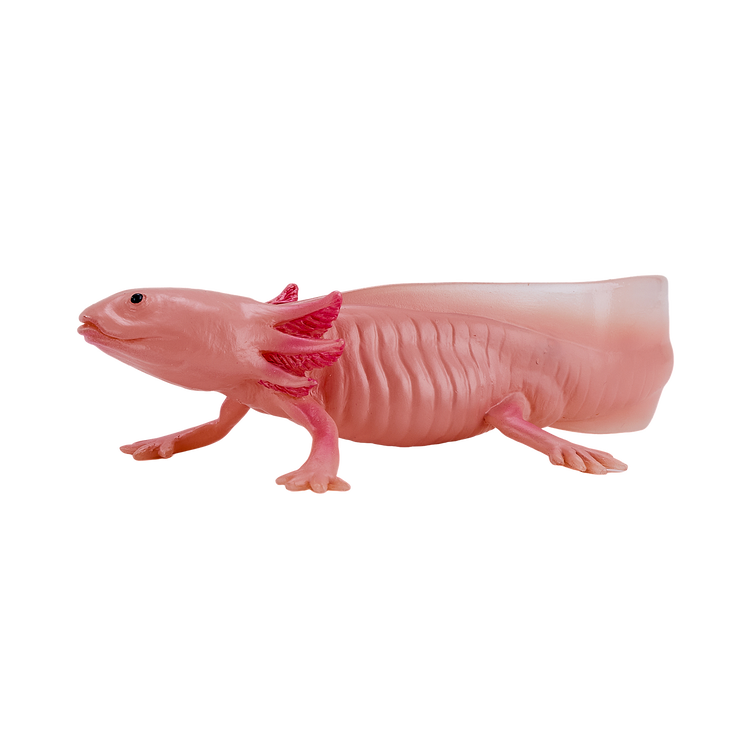 Axolotl