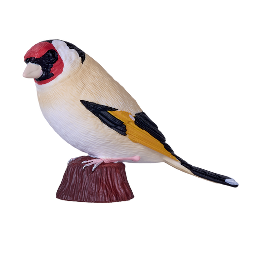 European Goldfinch