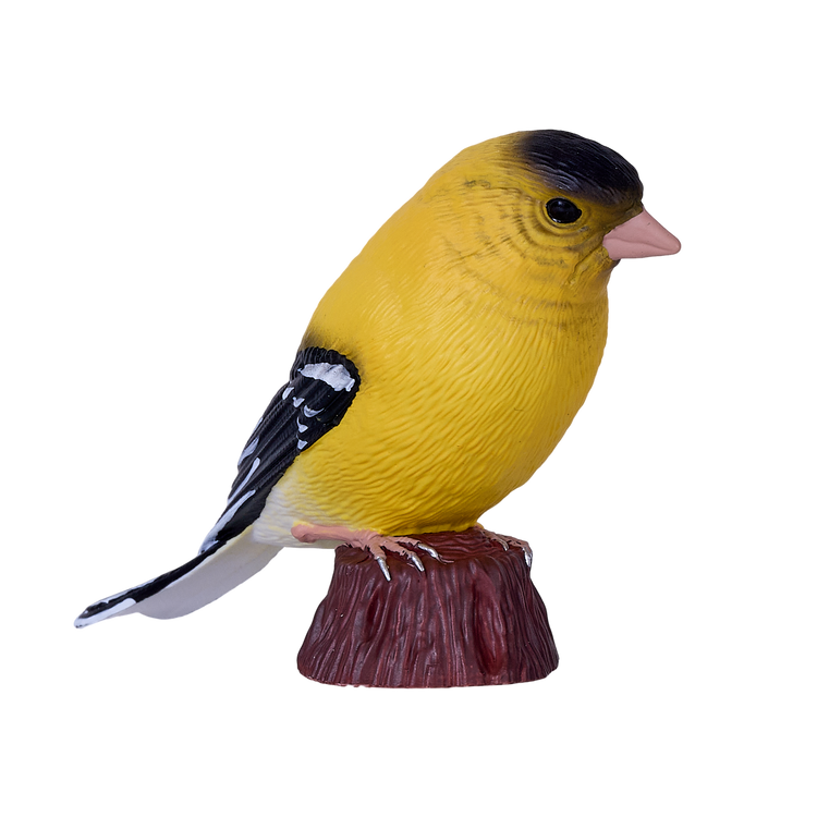 American Goldfinch