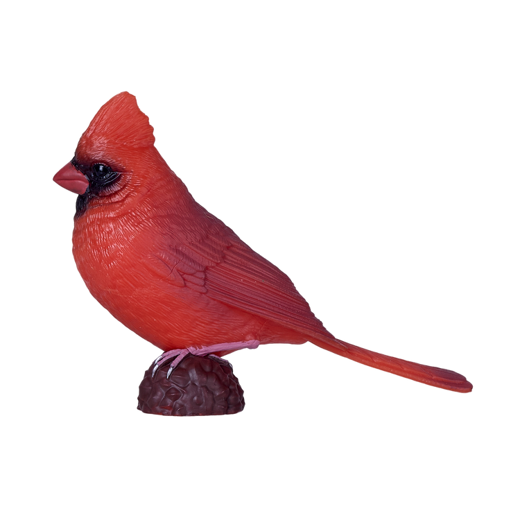 Red Cardinal