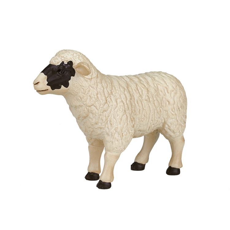 Black faced Sheep (Ewe)
