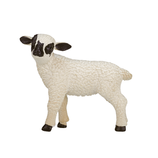 Black Faced Lamb Standing