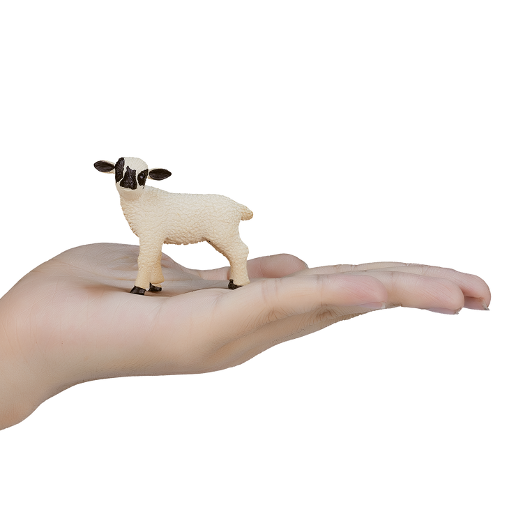 Black Faced Lamb Standing