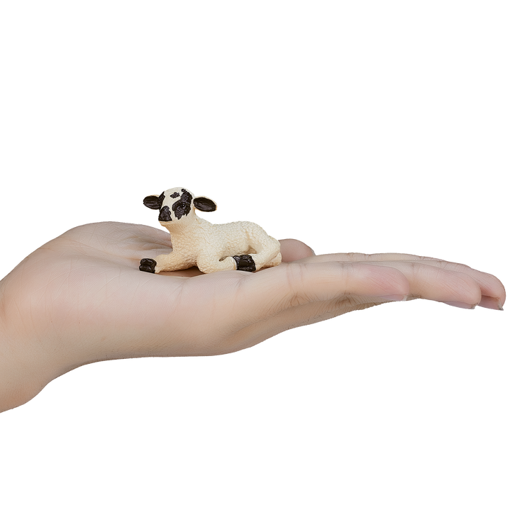 Black Faced Lamb Laying down