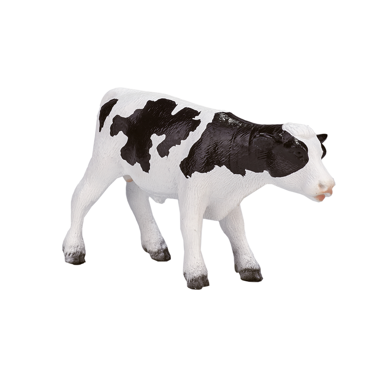 Holstein Calf standing
