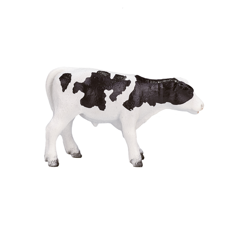 Holstein Calf standing