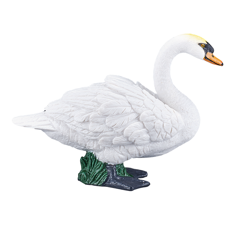 Mute Swan