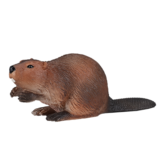 Beaver