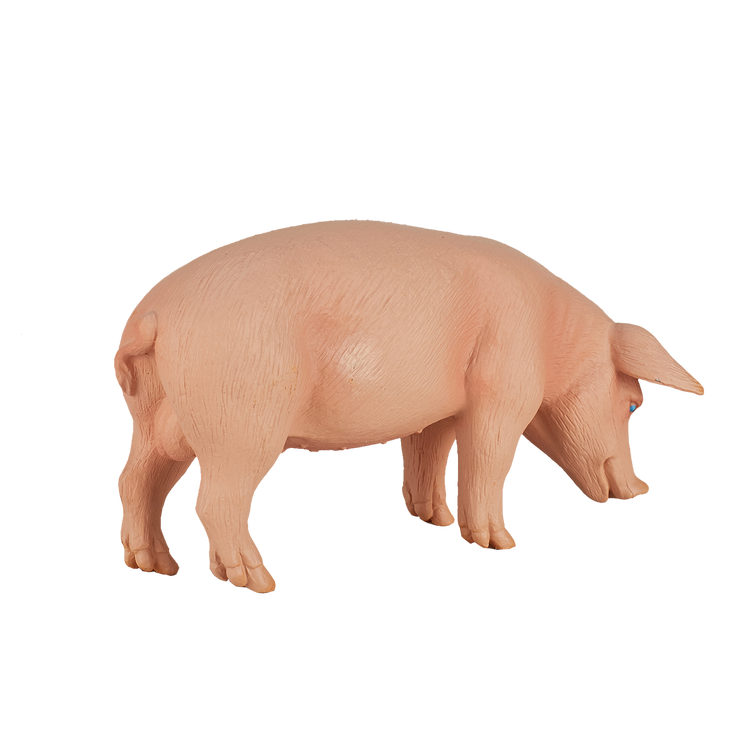 Pig (Boar)