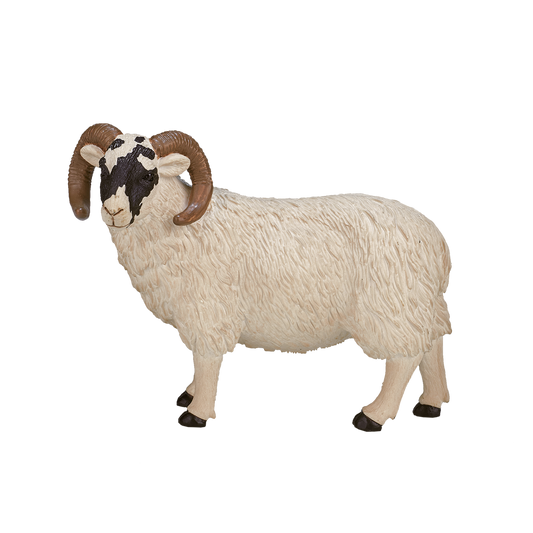 Black Faced Sheep (Ram)