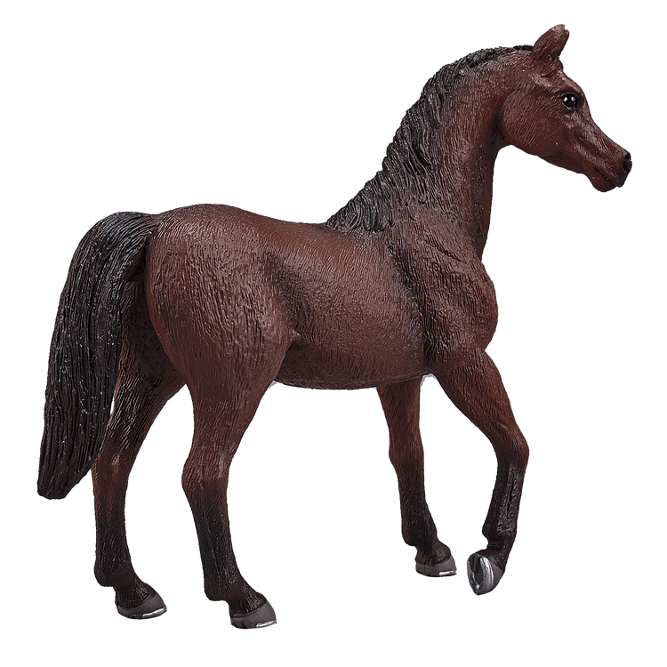 Arabian Stallion Chestnut