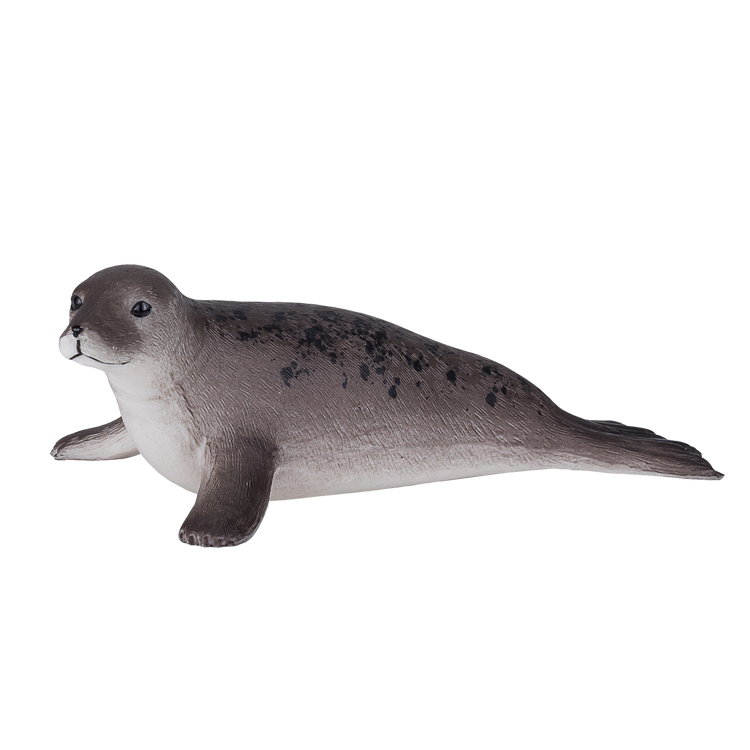 Grey Seal