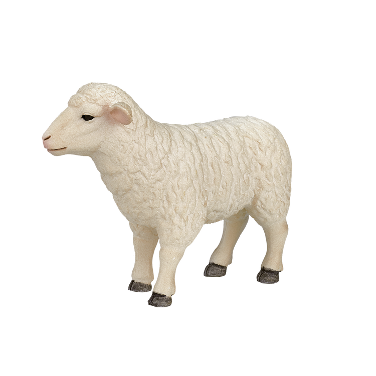 Sheep (Ewe)
