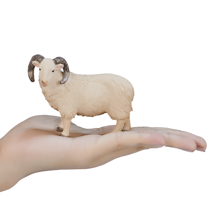 Sheep (Ram)