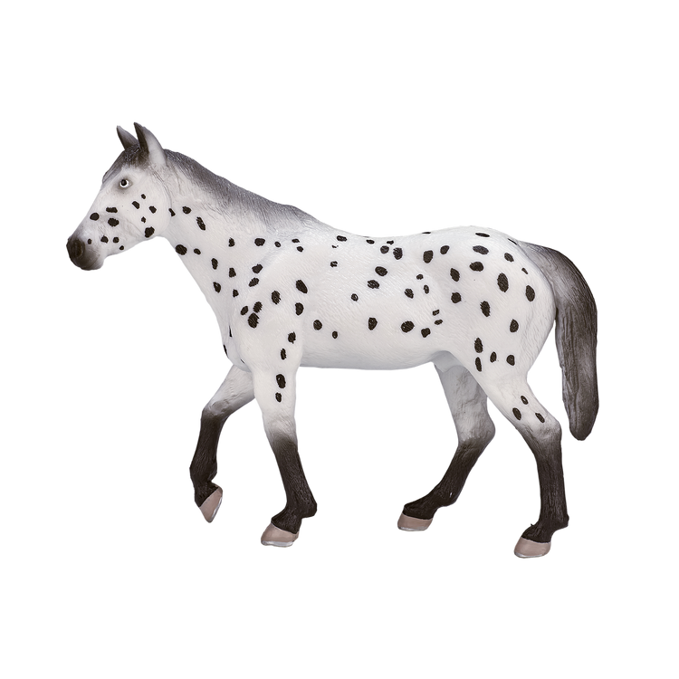 Appaloosa Stallion