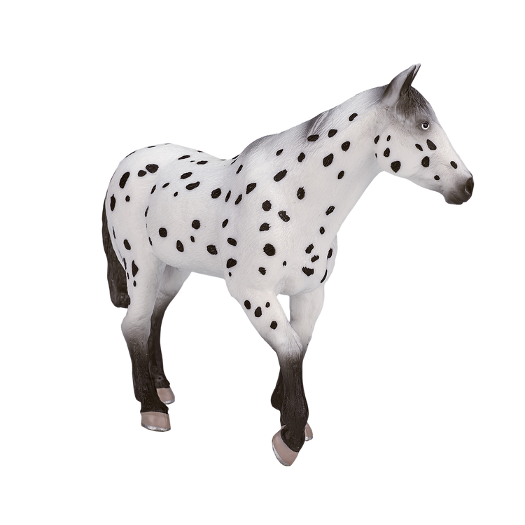 Appaloosa Stallion
