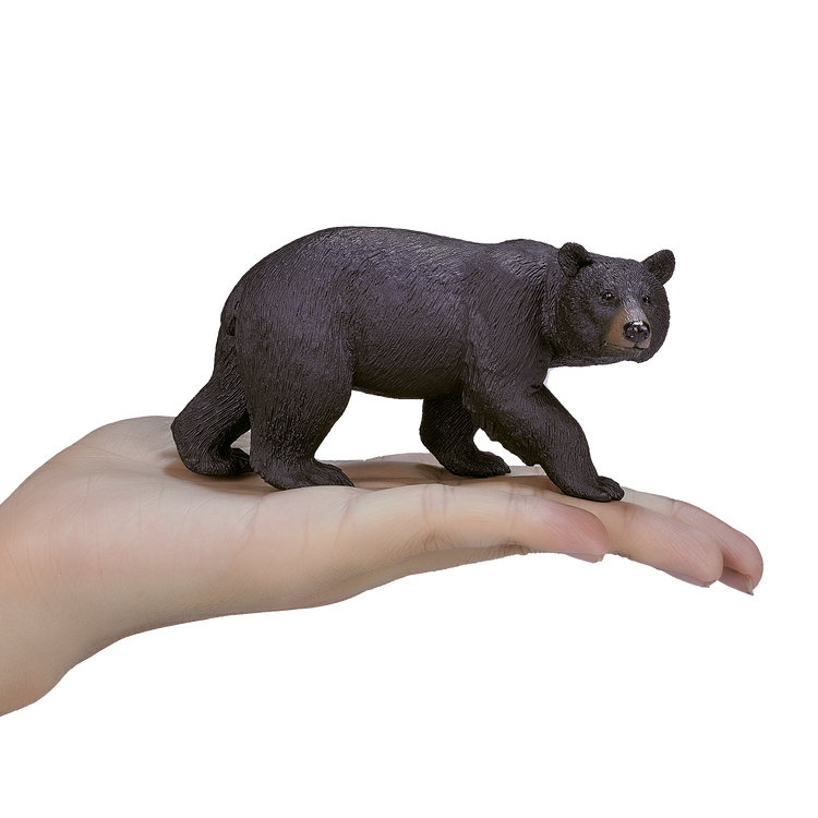American Black Bear