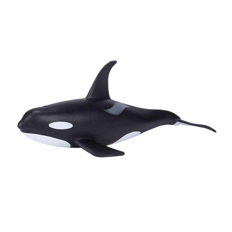 Orca Male