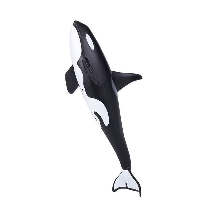 Orca Male