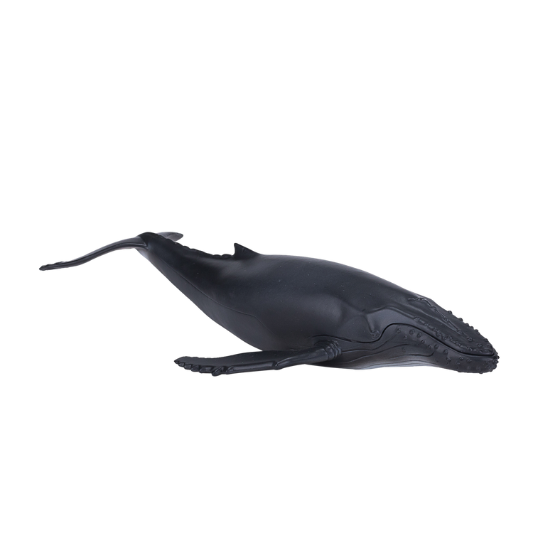 Humpback Whale