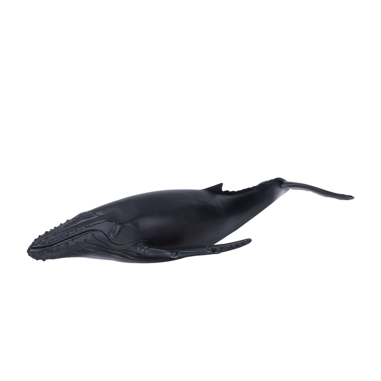 Humpback Whale