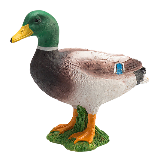 Mallard Duck