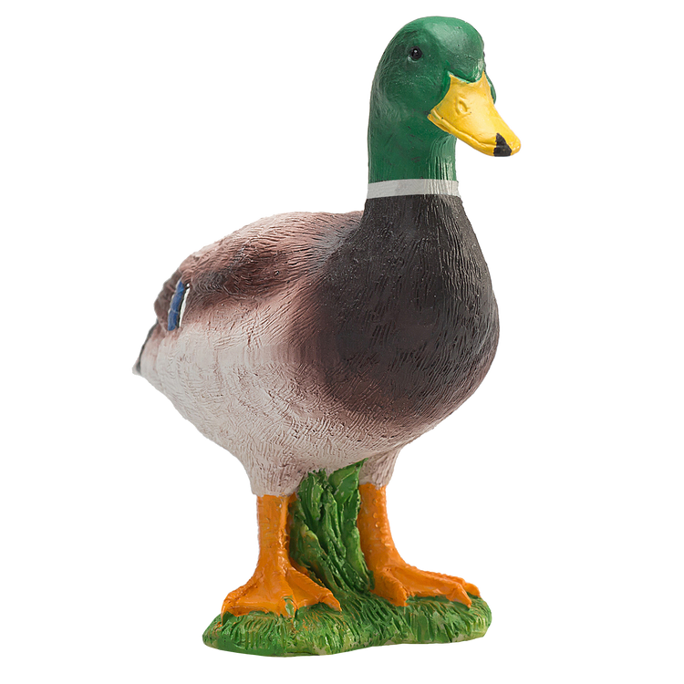 Mallard Duck