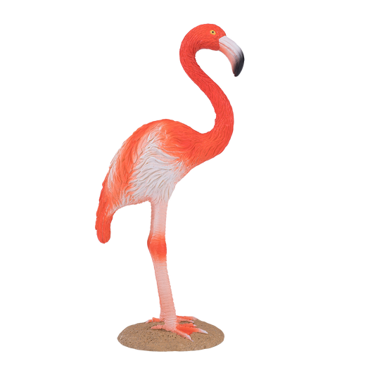 American Flamingo
