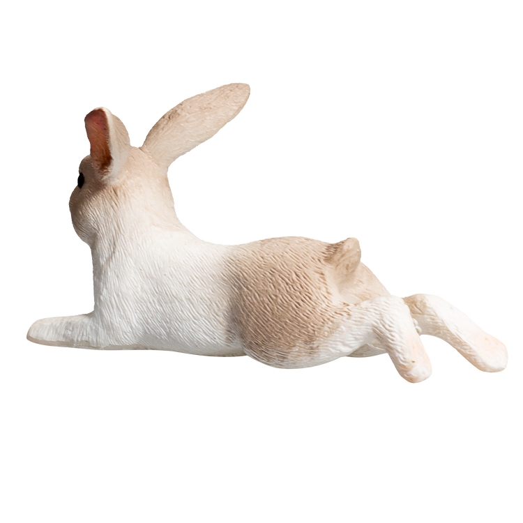 Rabbit Lying