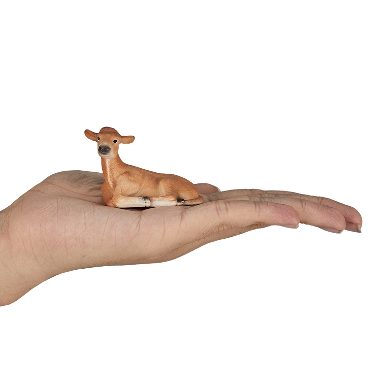 Jersey Calf laying down