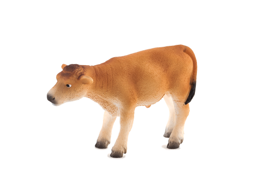 Jersey Calf standing