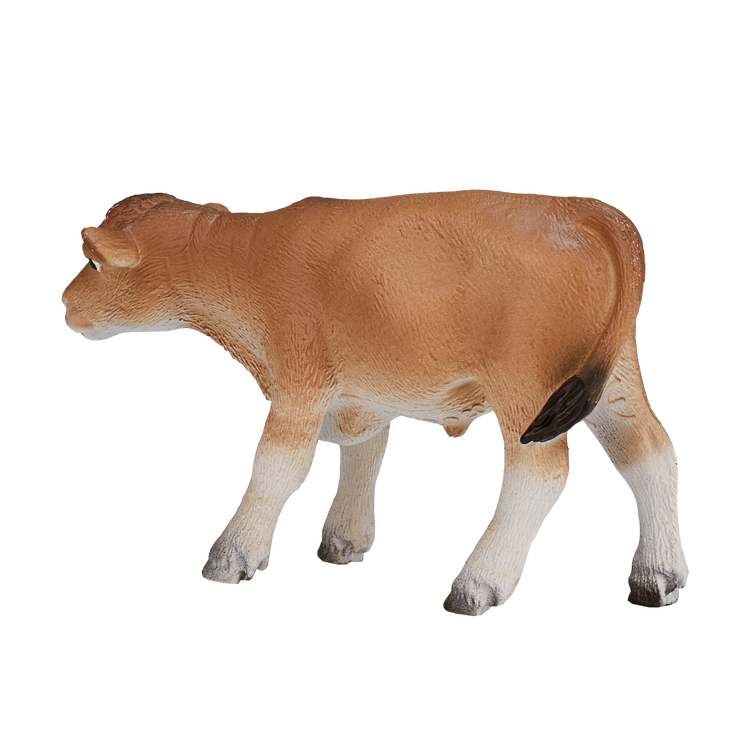 Jersey Calf standing